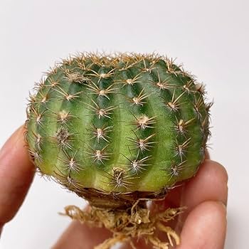 多肉植物　花サボテン　ロビビア属　L-22 （カキコ） 多肉植物 花サボテンロビビア属 サニー（カキコ） - メルカリ